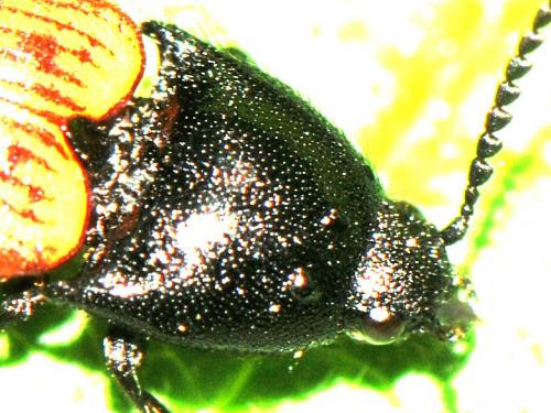 Ampedus sp.